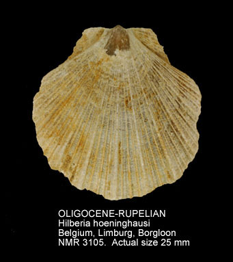 OLIGOCENE-RUPELIAN Hilberia hoeninghausi.jpg - OLIGOCENE-RUPELIAN Hilberia hoeninghausi (Defrance,1825)